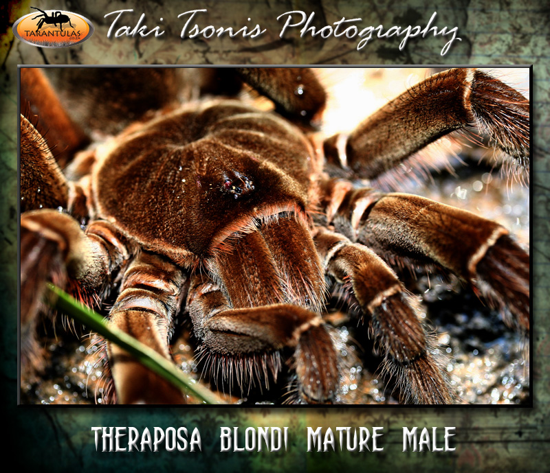 Theraphosa blondi