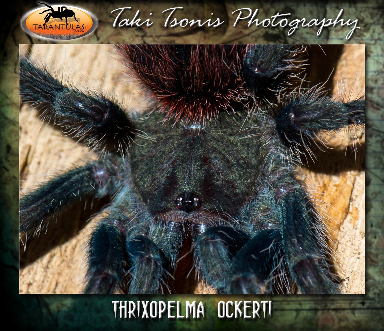 Thrixopelma ockerti
