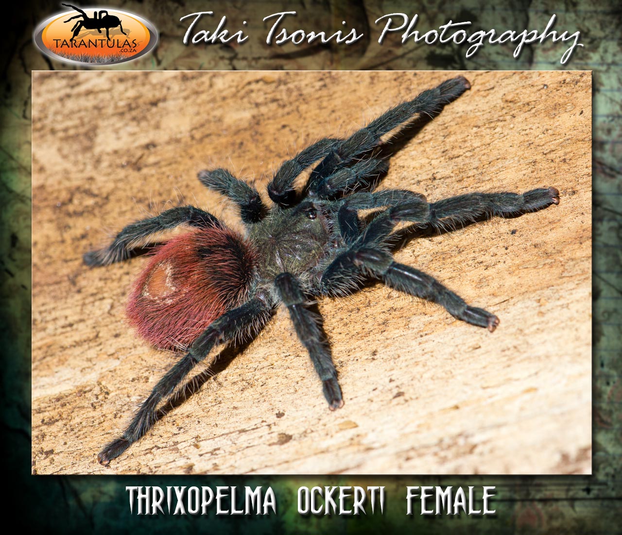 Female