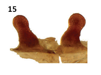 Spermathecae