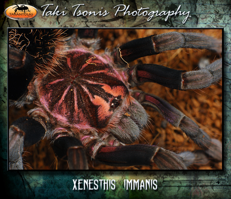 Xenesthis immanis
