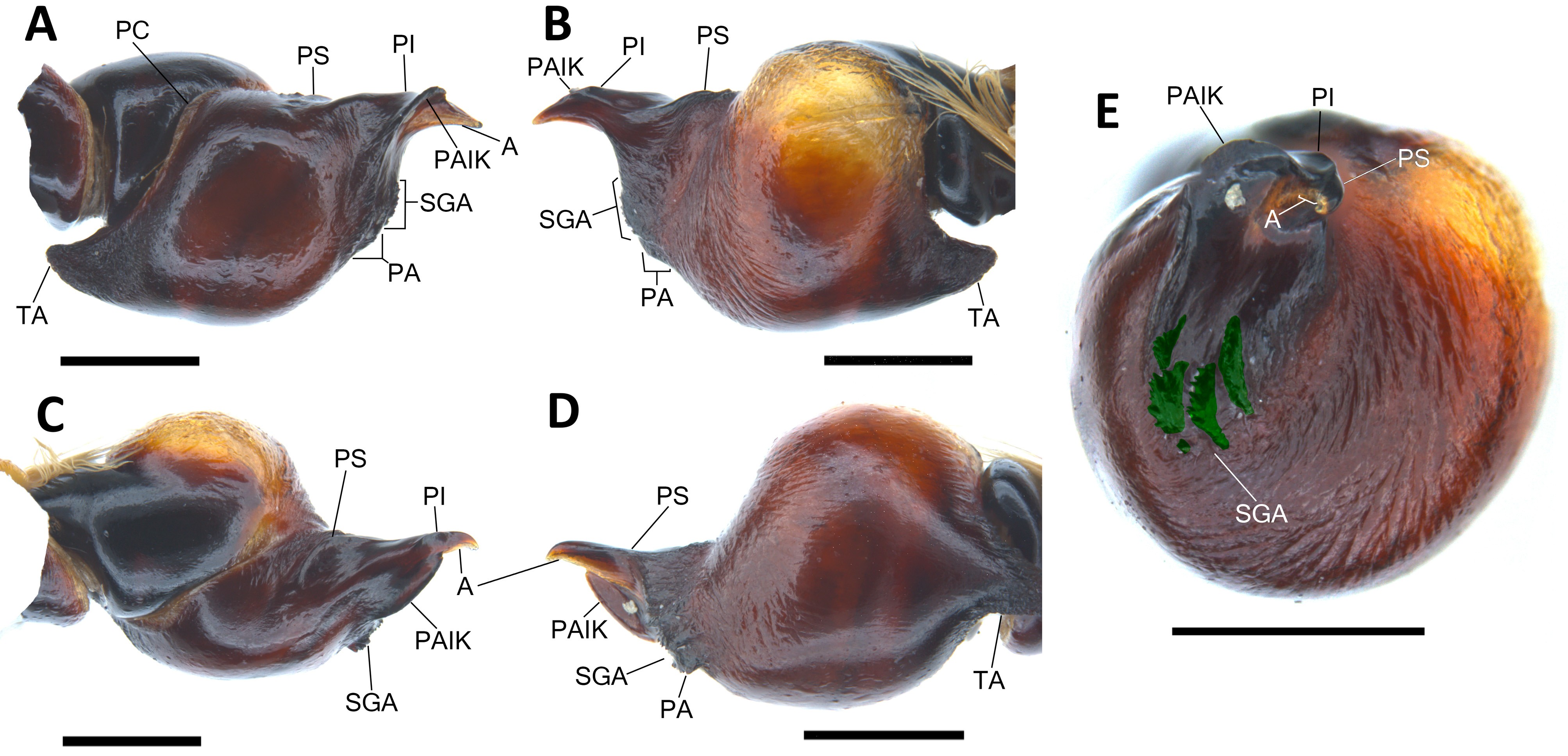 Male palp
