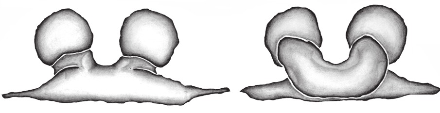 Spermathecae