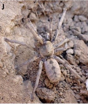 Live specimen