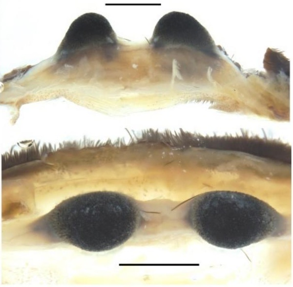 Spermathecae