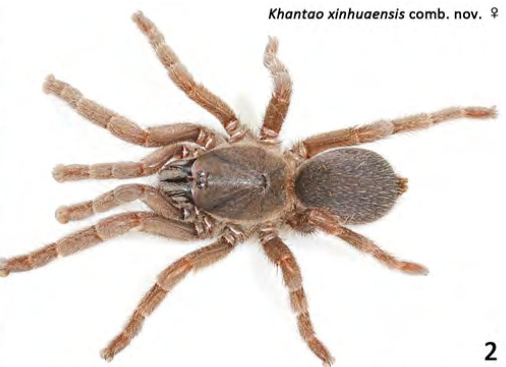 Khantao xinhuaensis