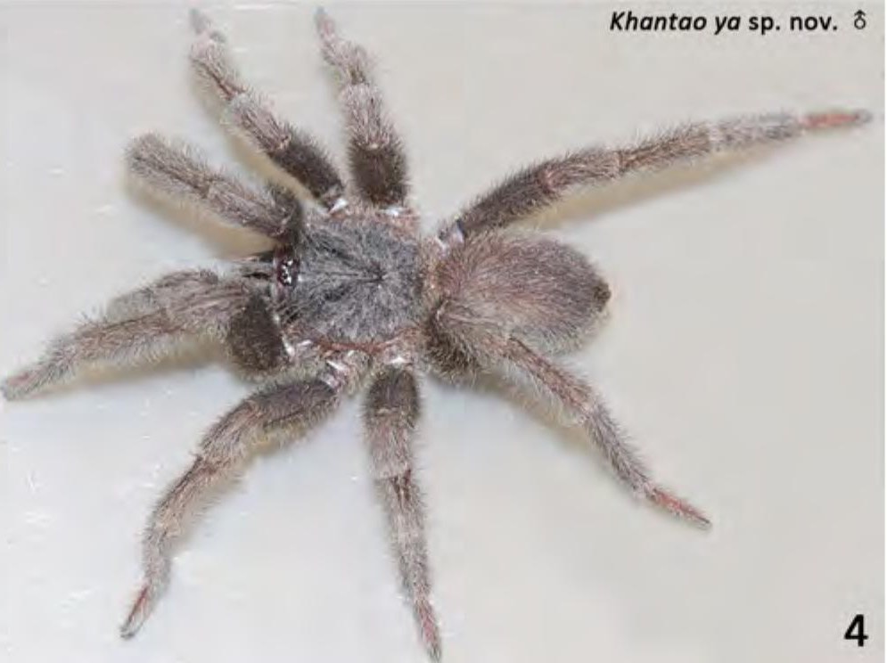 Male