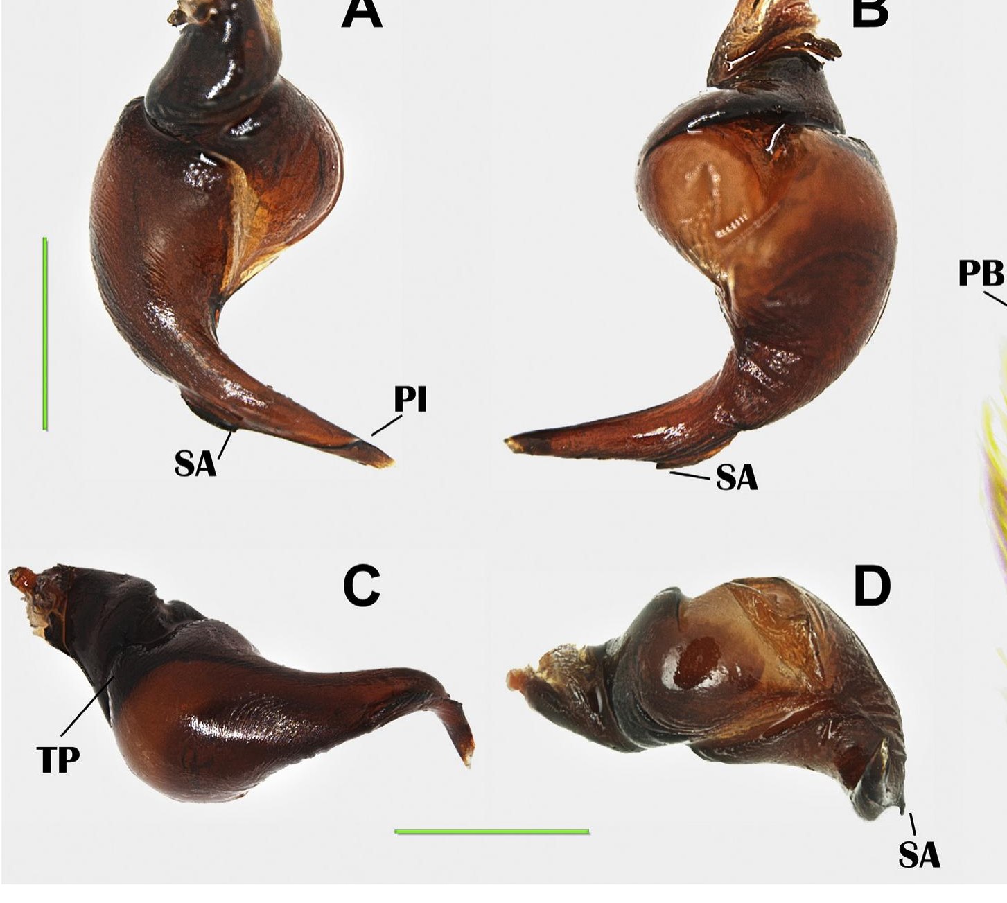 Male palp