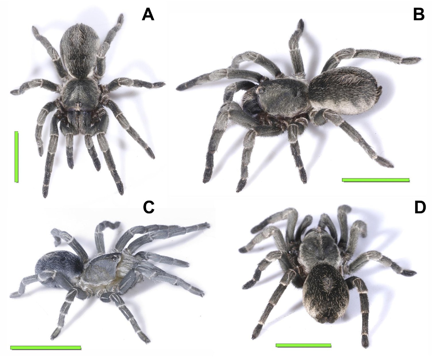 Female