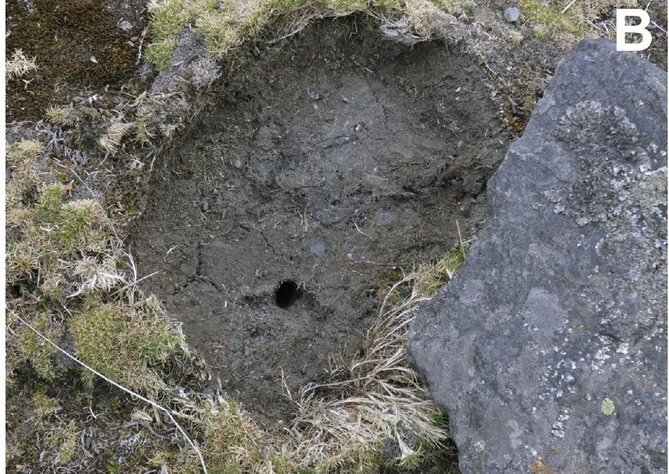 Burrow