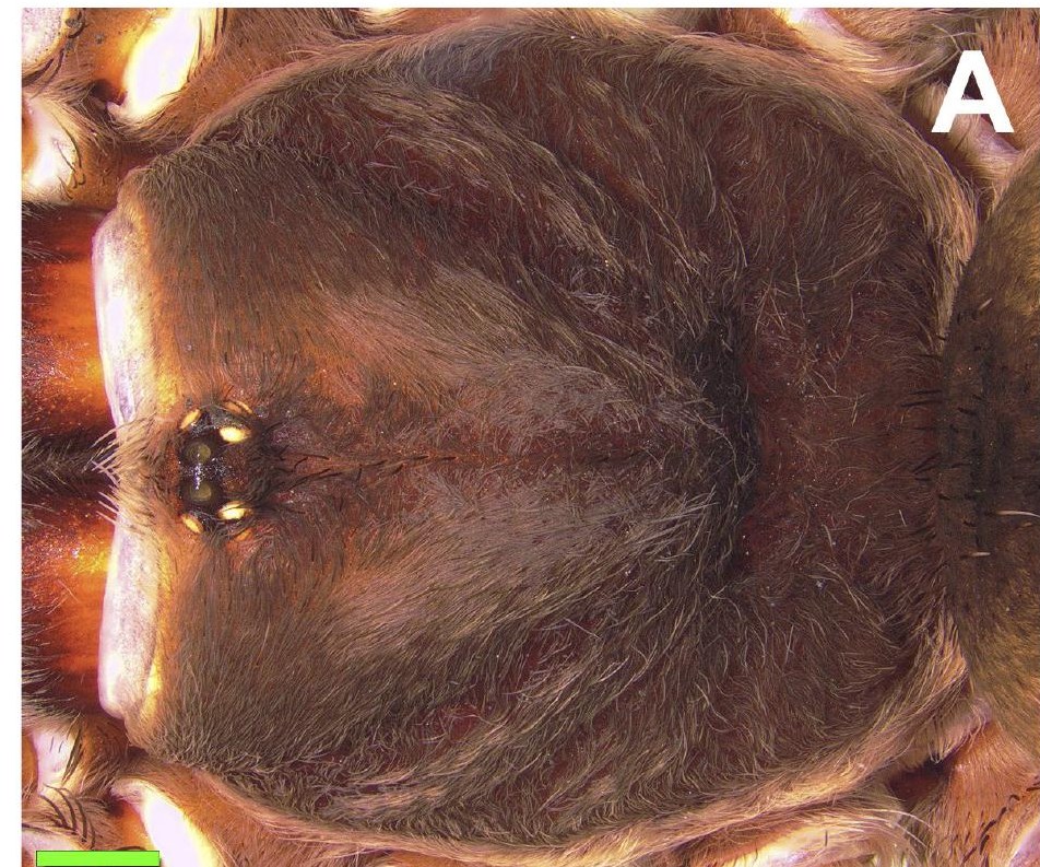 Carapace
