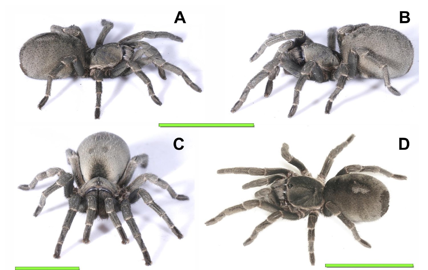 Female