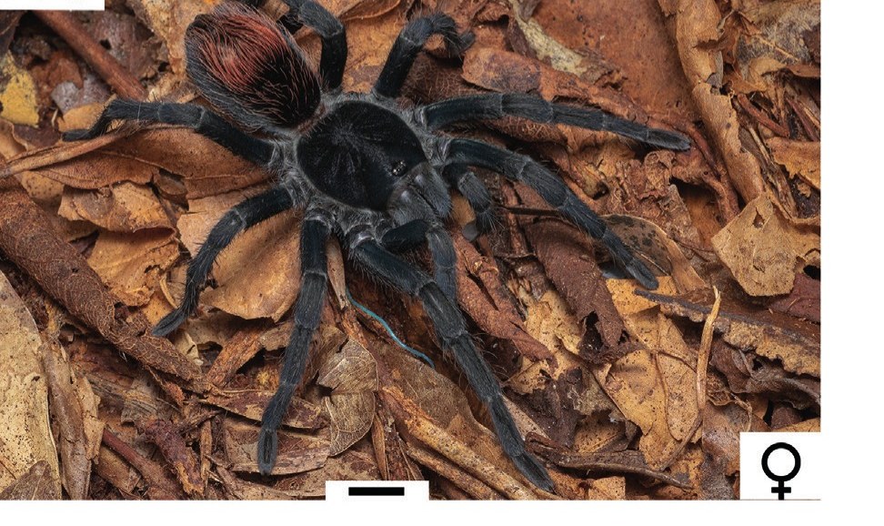 Female