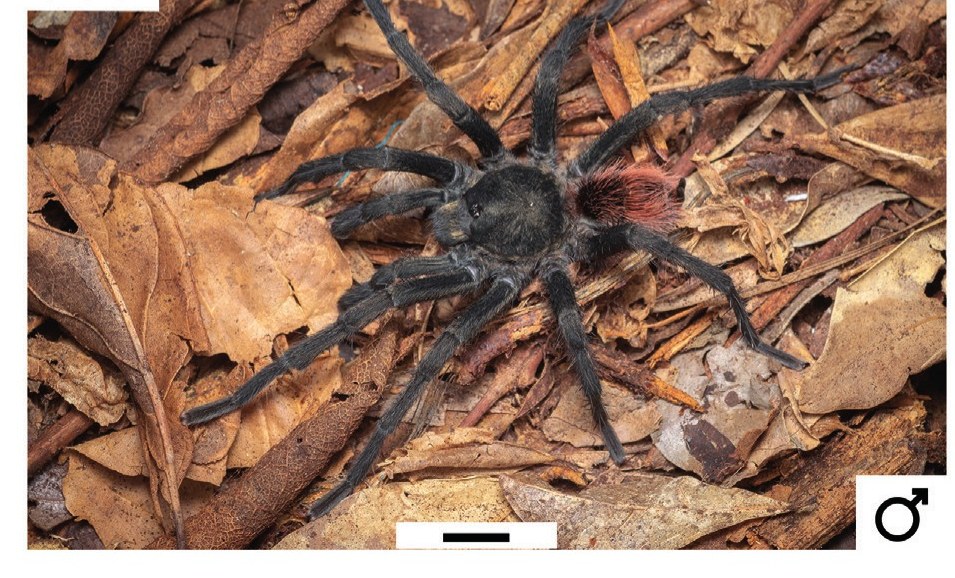 Kochiana fukushimae
