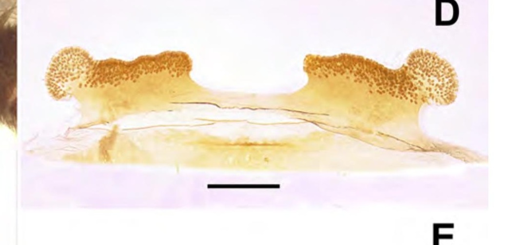 Spermathecae