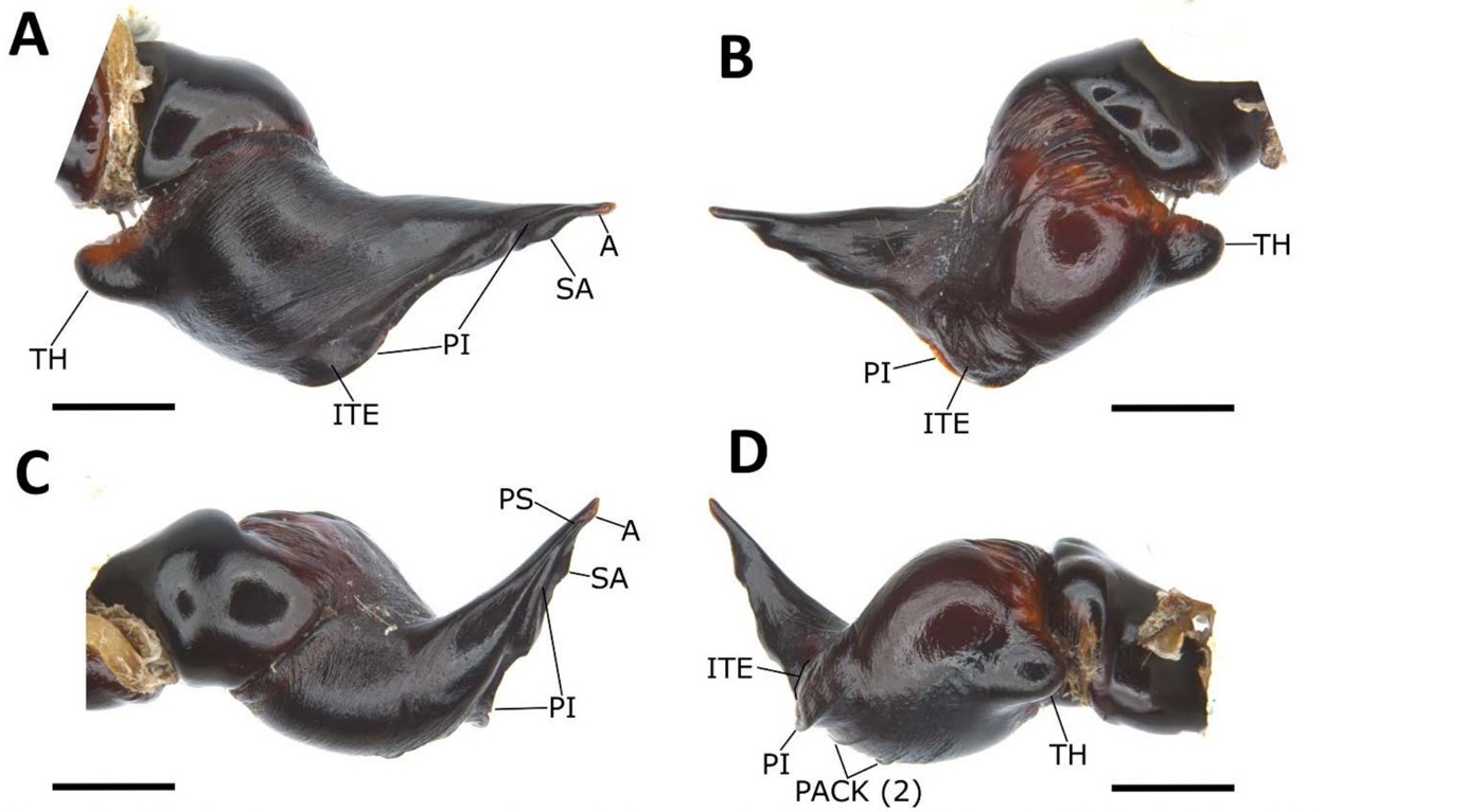 Male palp