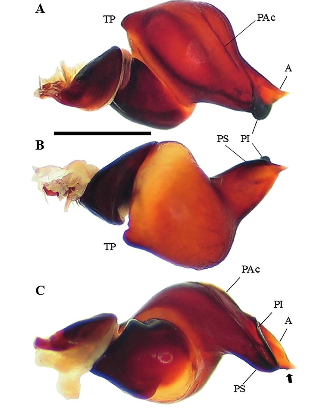 Male palp