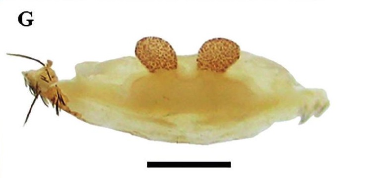 Spermathecae