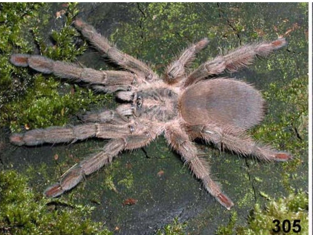Psalmopoeus langenbucheri