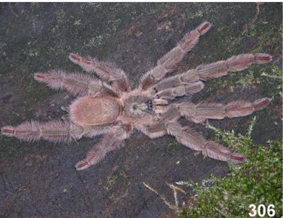 Male