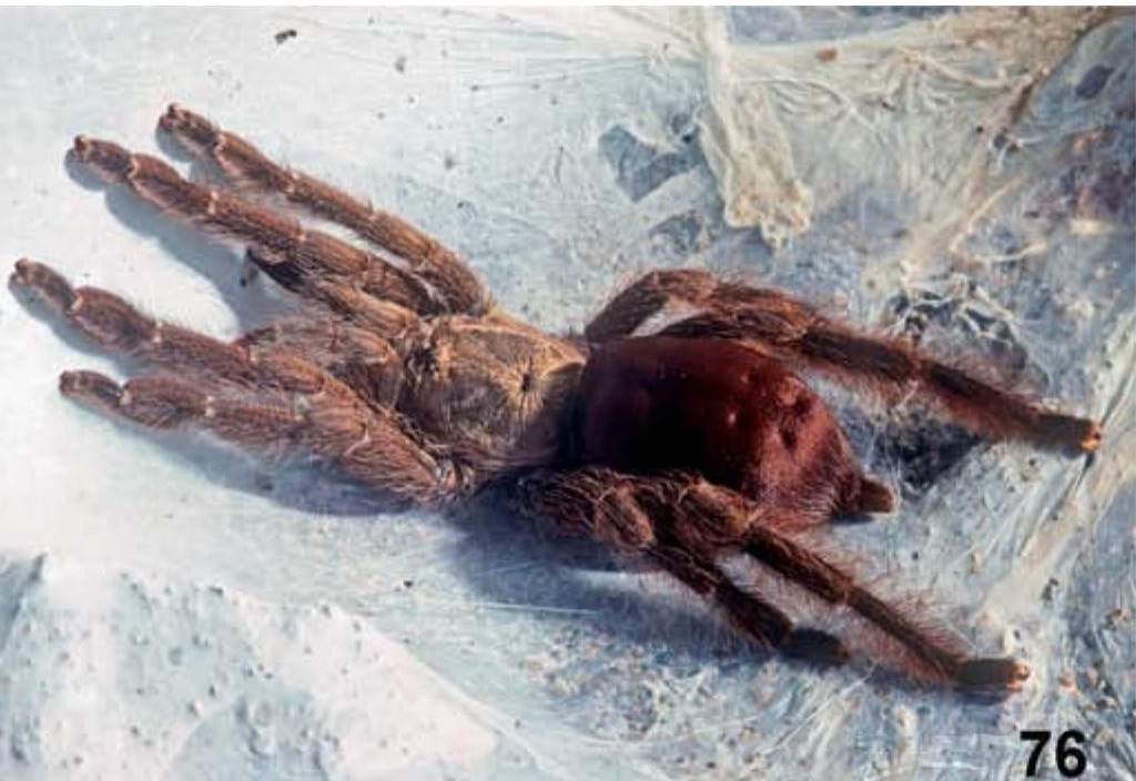 Female