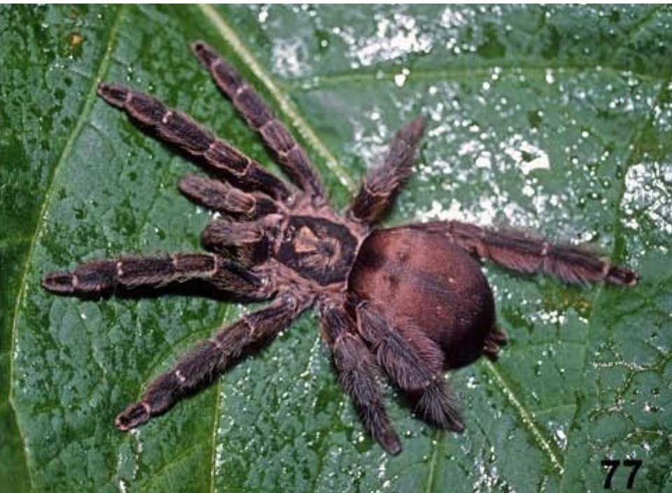 Tapinauchenius latipes