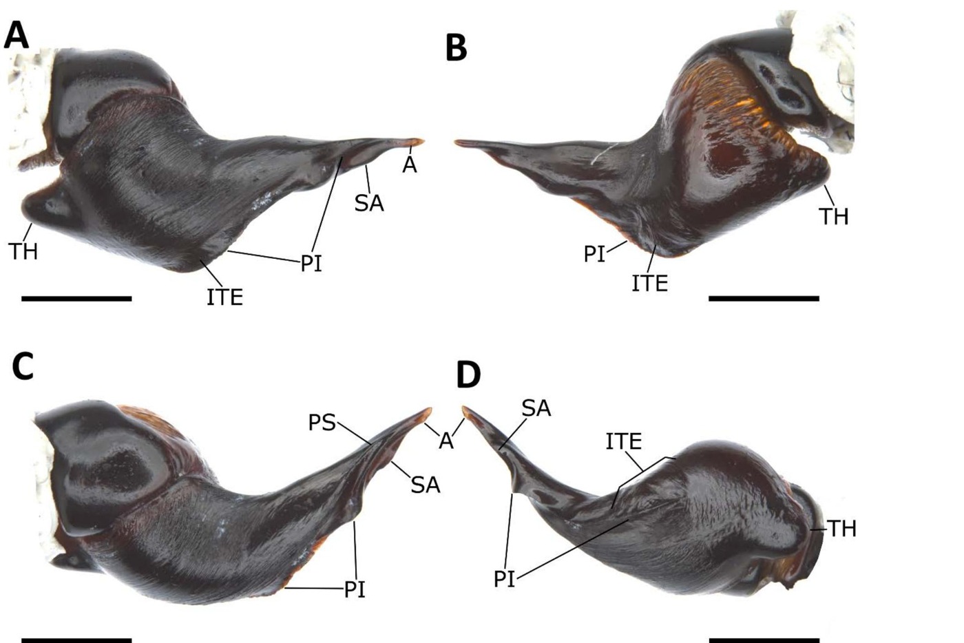 Male palp