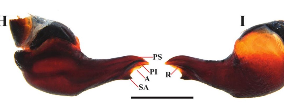 Male palp