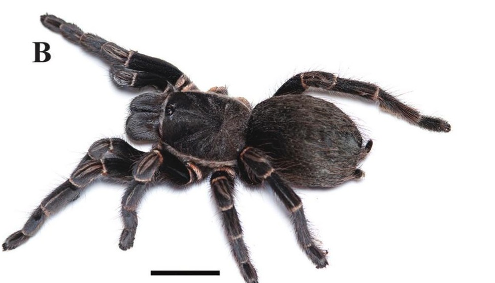 Female