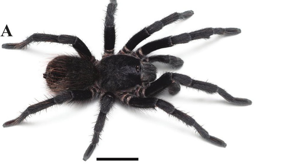 Male