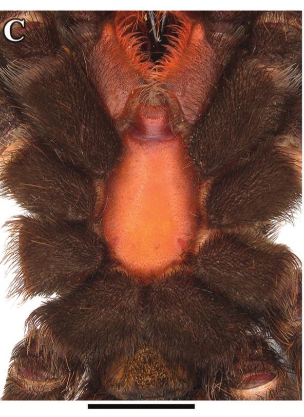 Underside