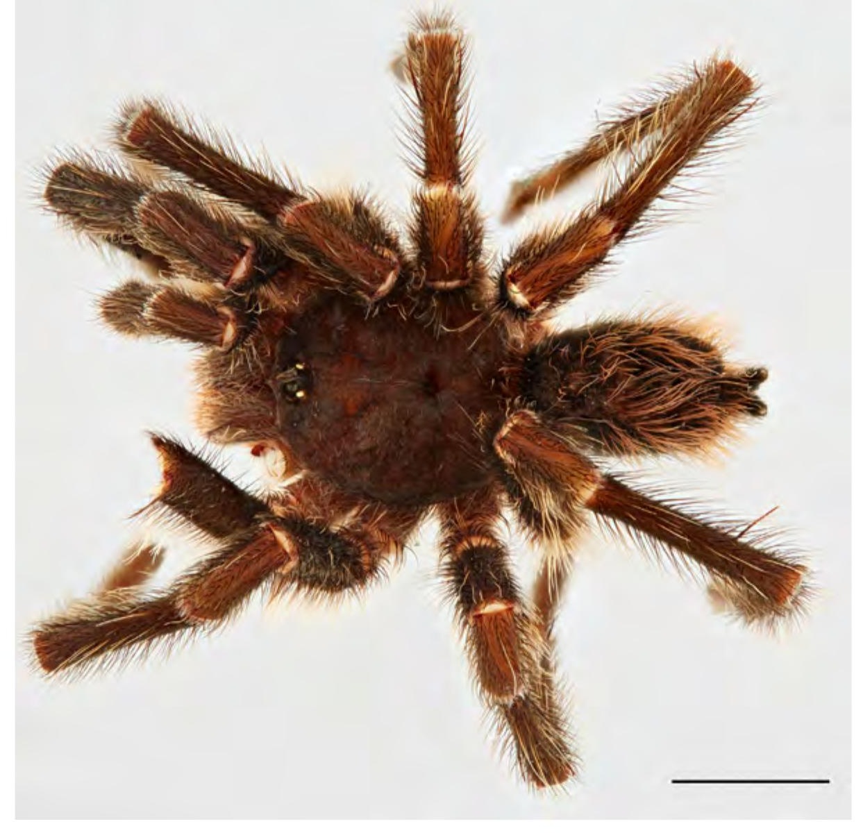Male