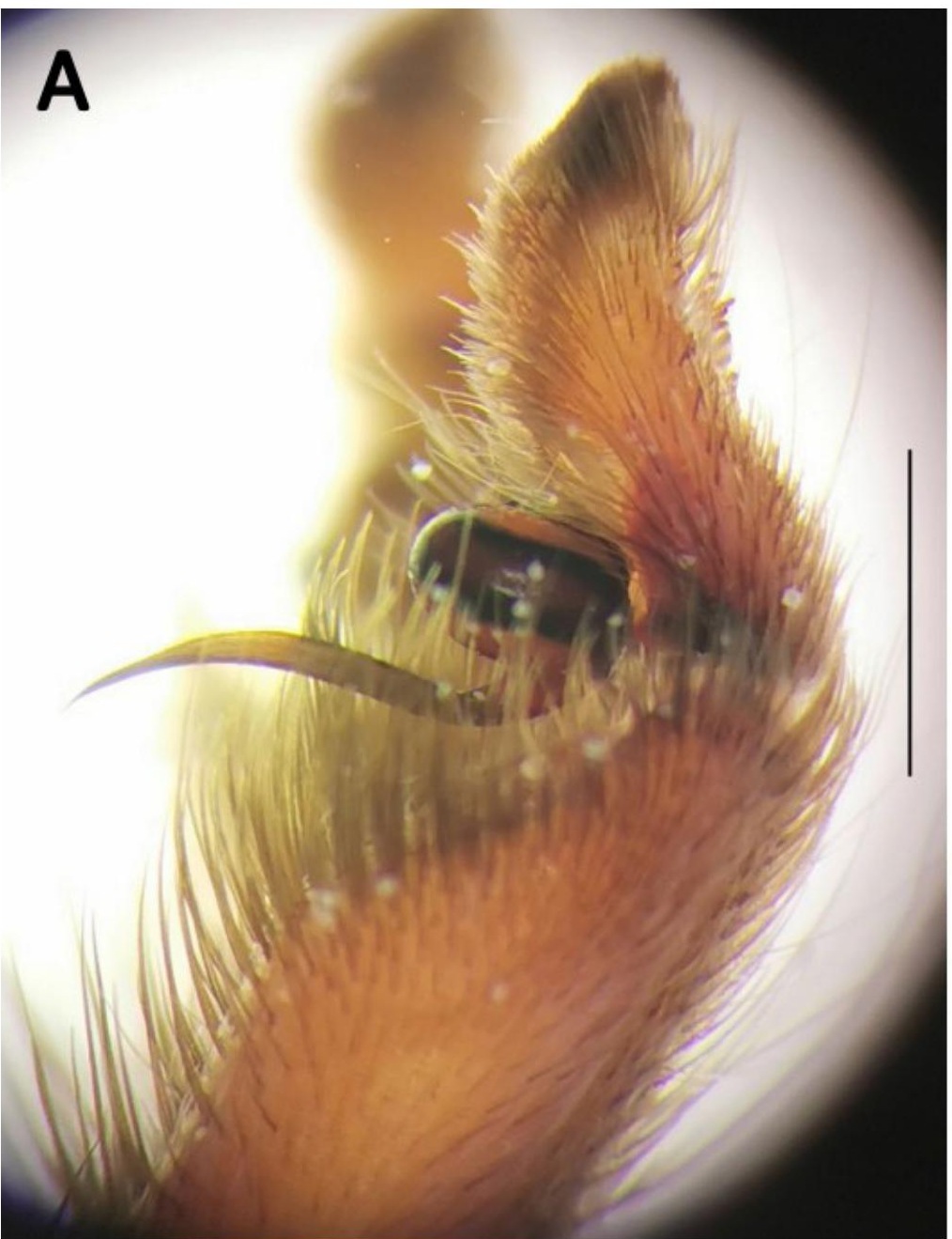 Male palp