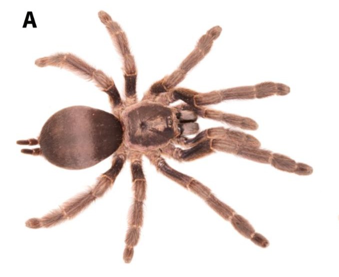 Female