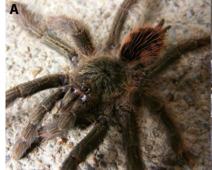 Live specimen
