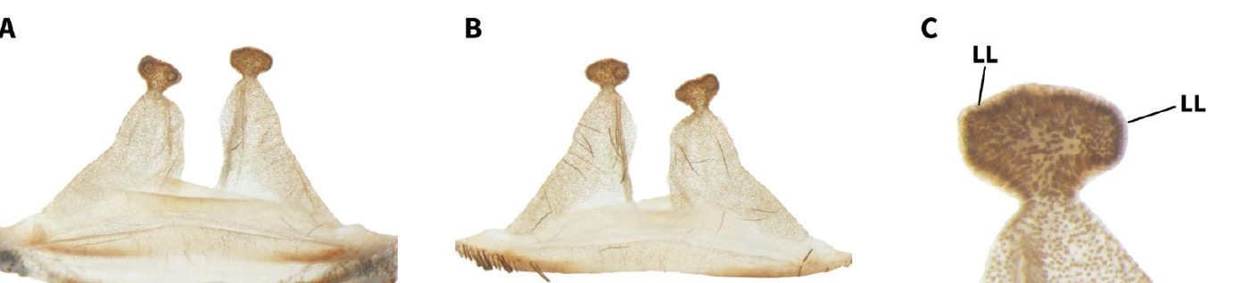 Spermathecae