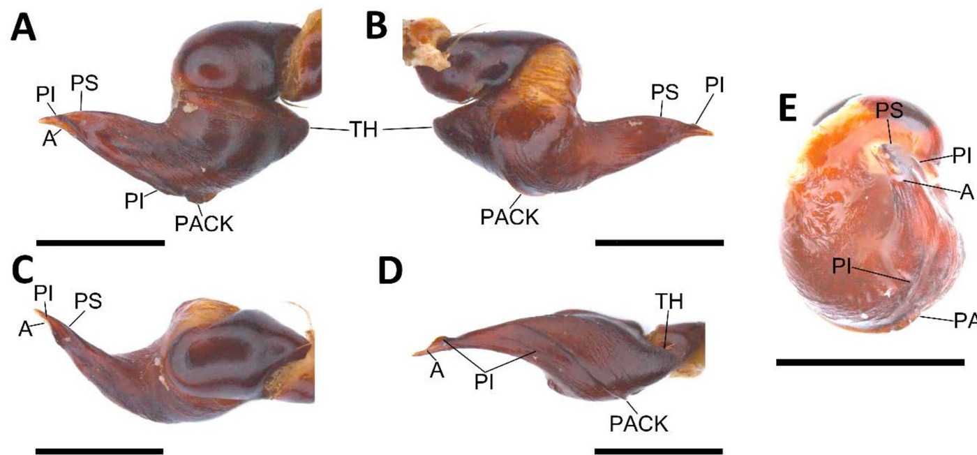 Male palp
