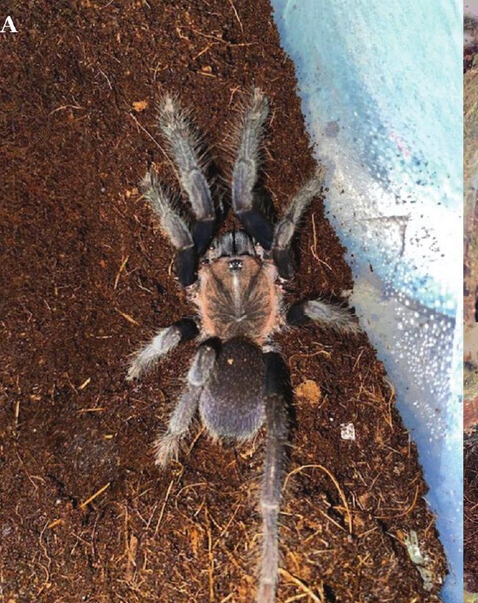 Male