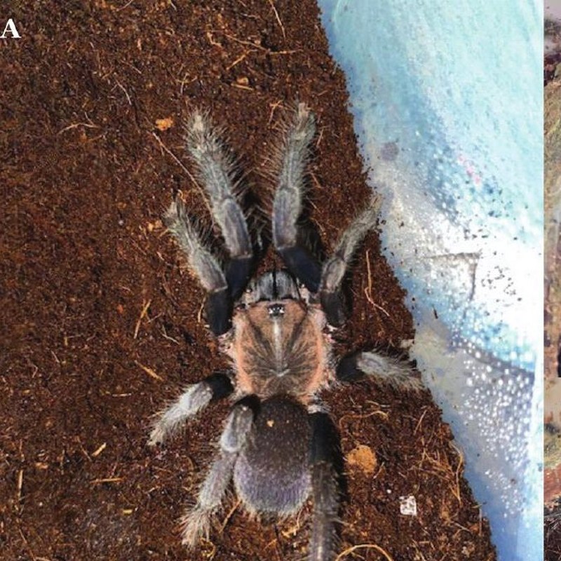 Orphnaecus mimbilisanensis