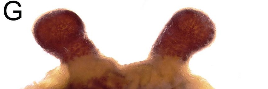 Spermathecae