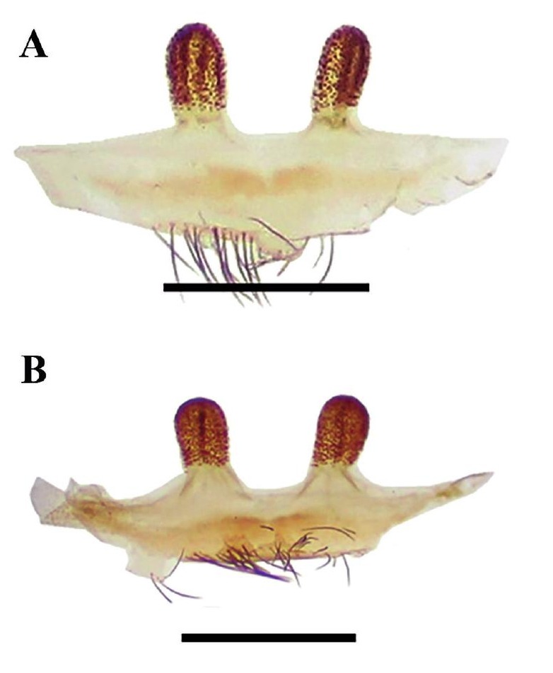 Spermathecae