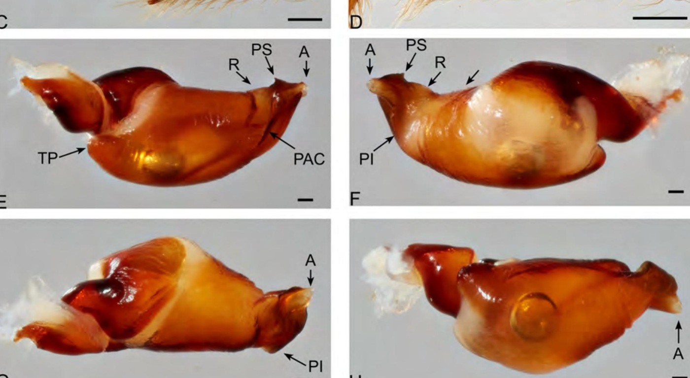 Male palp