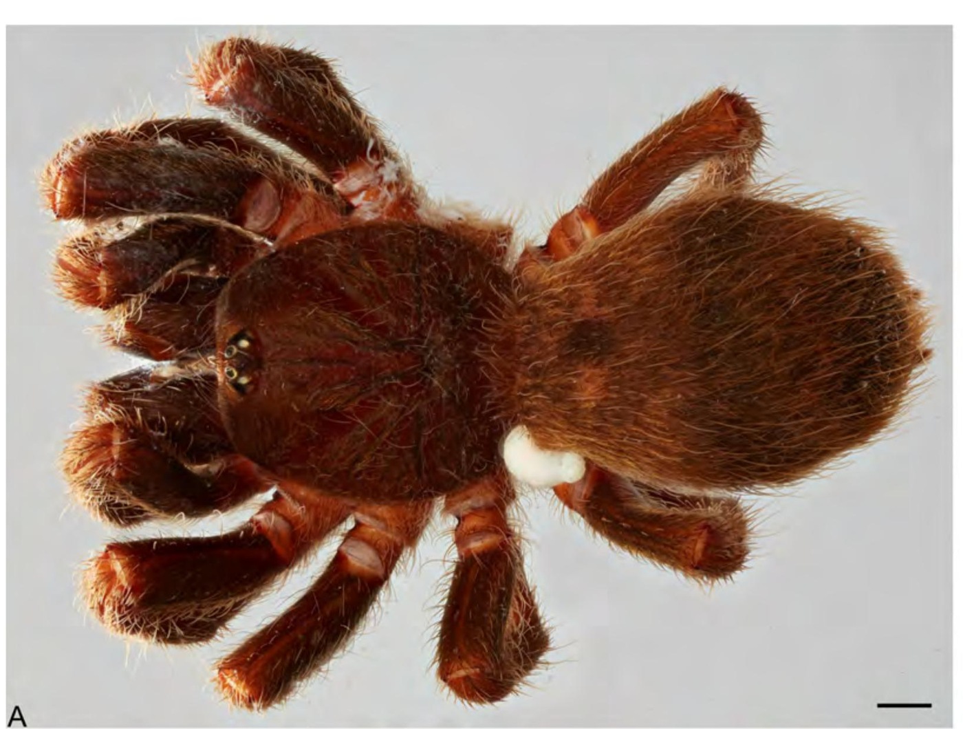 Female