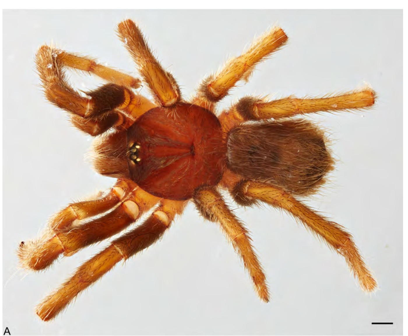 Male