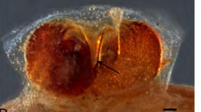 Spermathecae