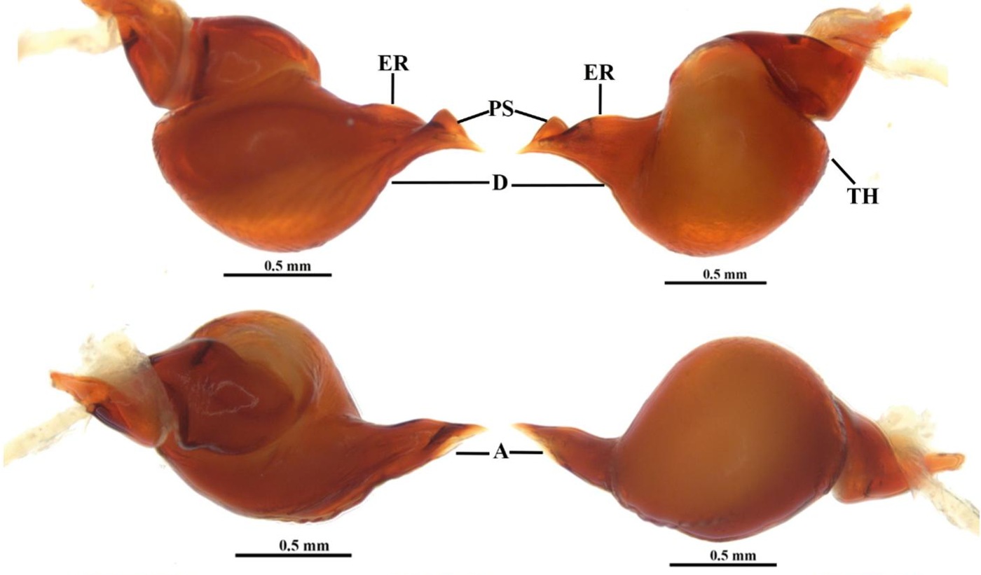 Male palp