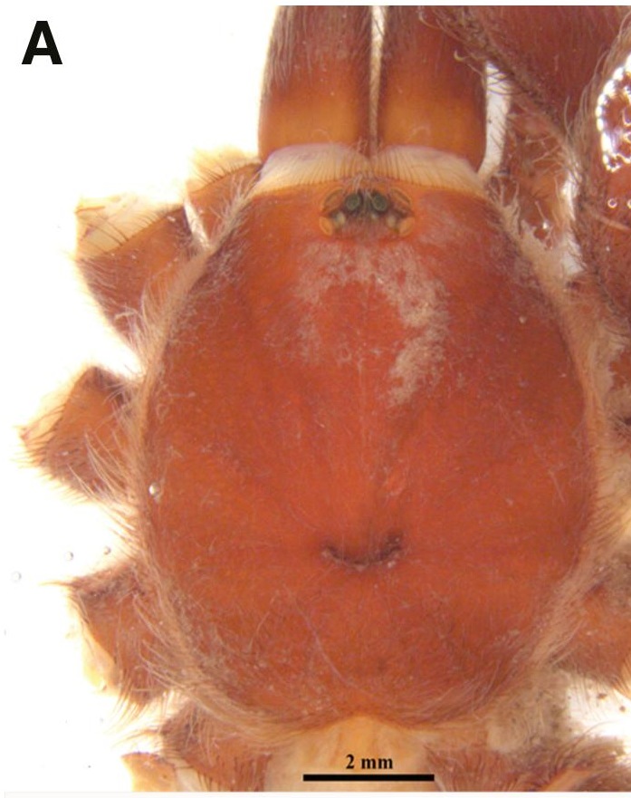 Carapace