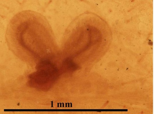 Spermathecae