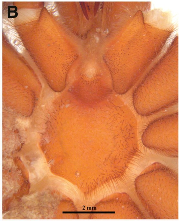 Underside