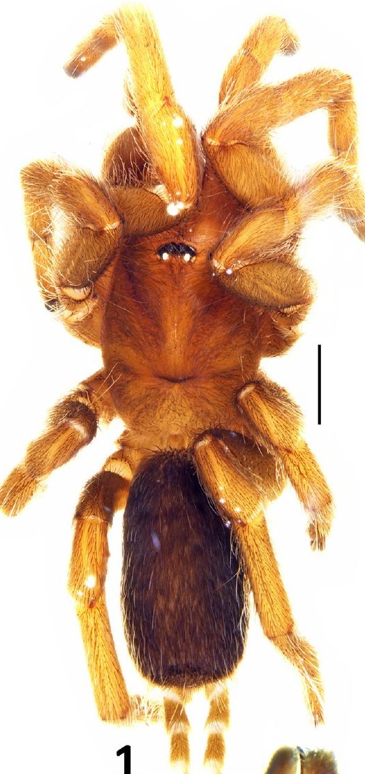Female
